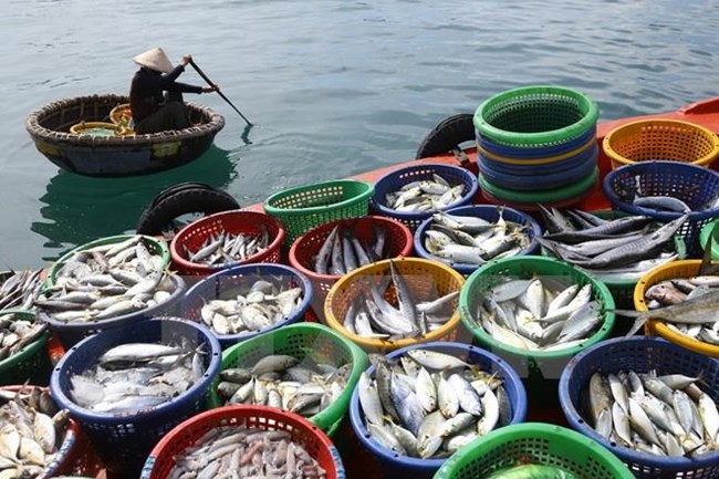 Chống khai thác IUU vì một nghề cá có trách nhiệm (08+09/05/2024)