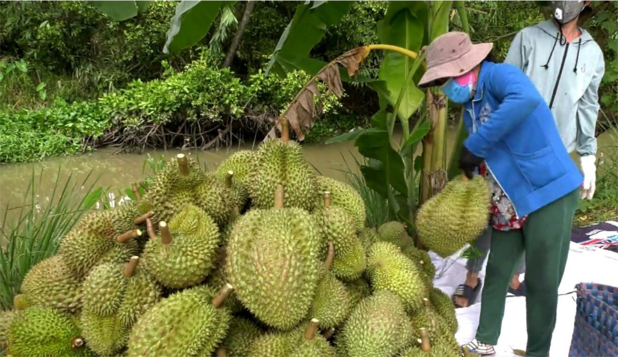 Cần nhìn thẳng vào những sai sót trong xuất khẩu sầu riêng (10/5/2024)