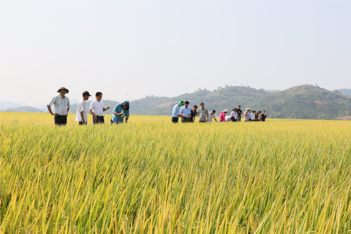 Nông dân Đắk Lắk tăng lợi nhuận từ sản xuất lúa xanh giảm phát thải (21/5/2024)