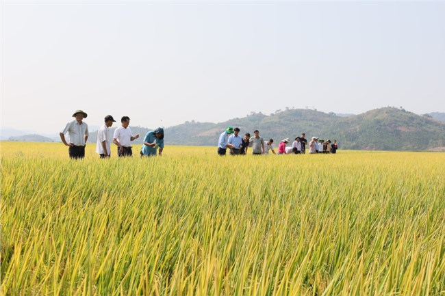 Nông dân Đắk Lắk tăng lợi nhuận từ sản xuất lúa xanh giảm phát thải (21/5/2024)