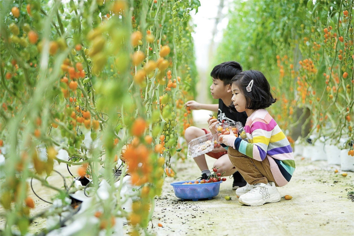 Phóng sự ảnh: Tinh khôi nông nghiệp, nông sản Măng Đen (21/5/2024)