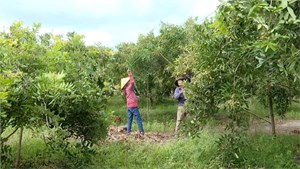 Bà Rịa – Vũng Tàu: Nông dân thu hàng trăm triệu đồng nhờ trồng nhãn trái vụ (21/5/2024)