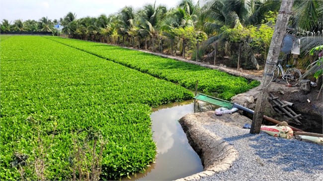 Tiền Giang: Nhiều nông dân bội thu nhờ tích trữ nước ngọt trồng rau màu mùa khô (2/5/2024)