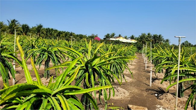 Tiền Giang: Nông dân chuyển trạng thái sản xuất mùa mưa, vẫn ứng phó với nước mặn (13/5/2024)