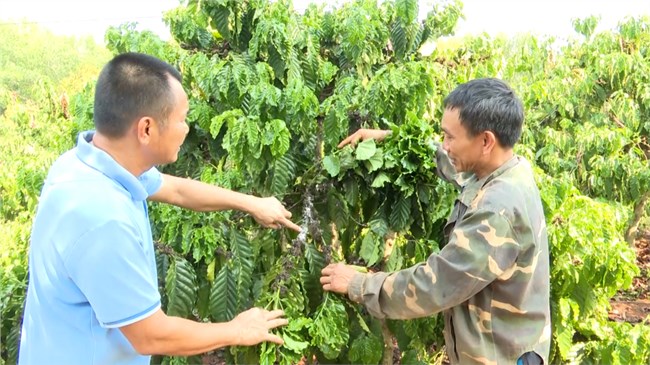 Hàng ngàn hecta cà phê ở Gia Lai bị rệp sáp gây hại (21/5/2024)