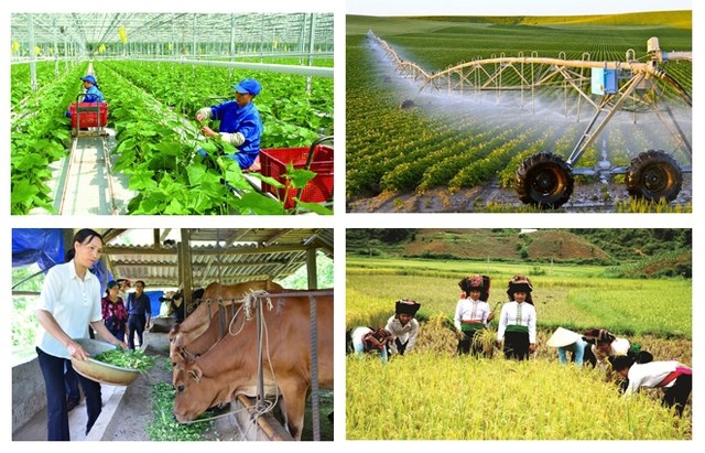 THỜI SỰ 6H SÁNG 8/6/2024: Chính phủ quyết định Tổng điều tra nông thôn, nông nghiệp vào ngày 1/7/2025.