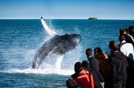 Tour ngắm cá voi - hình thức du lịch mới hút khách tại Brazil (28/6/2024)