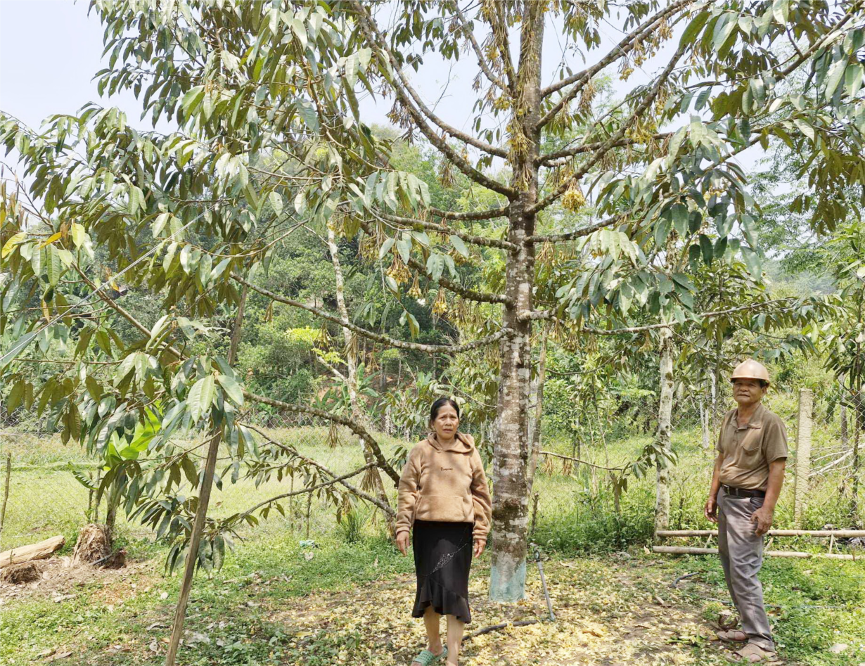 Đồng bào Cơ Tu Quảng Nam thoát nghèo từ mô hình trồng cây ăn quả (04/6/2024)