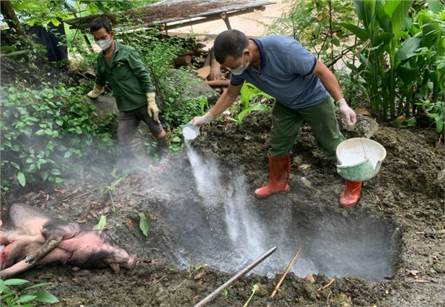 Bắc Kạn: Cần ngăn chặn tình trạng thu mua, vận chuyển lợn từ vùng dịch (10/6/2024)