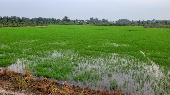  Tiền Giang: Phấn đấu trồng hơn 29.500 ha chuyên canh lúa chất lượng cao theo đề án của Chính phủ (06/6/2024)