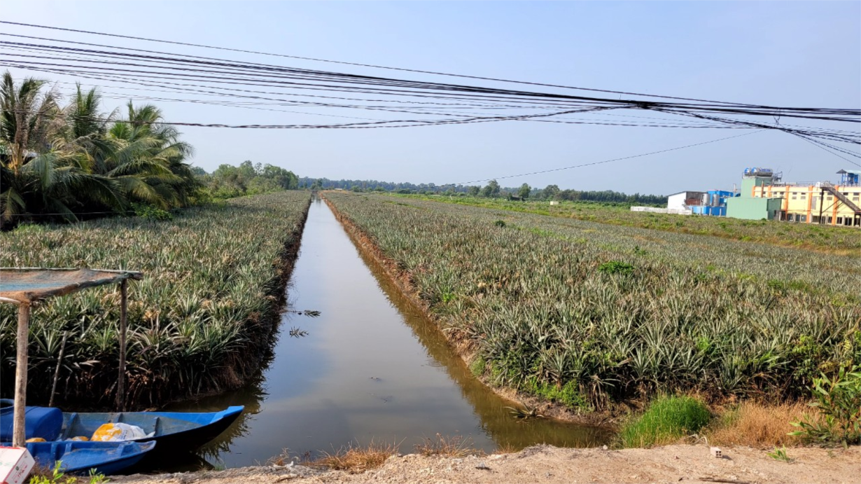 Huyện Tân Phước (vùng Đồng Tháp Mười) của tỉnh Tiền Giang đủ điều kiện để công nhận huyện Nông thôn mới (11/6/2024)