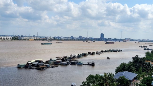 Tiền Giang: Cá nuôi bè giá cao, giá thức ăn thủy sản tăng vọt, ngư dân ngại tái đàn (12/6/2024)