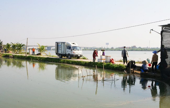 Xã Vĩnh Lập, huyện Thanh Hà, tỉnh Hải Dương – vùng đất “làm rươi” chuyển mình từ nông thôn mới (15/7/2024)