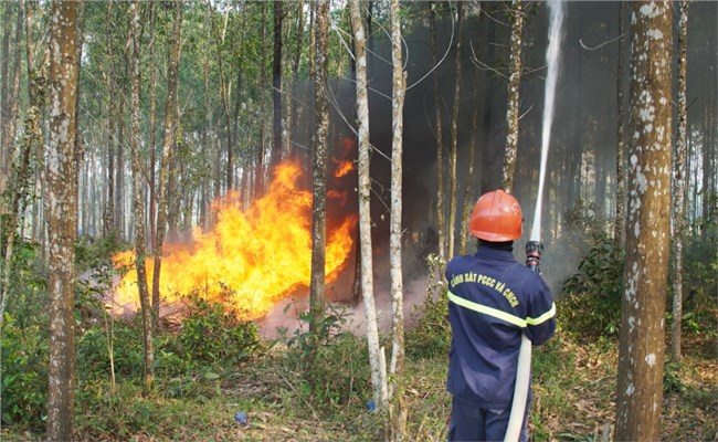 Đà Nẵng chủ động phòng chống cháy rừng mùa nắng nóng (16/7/2024)