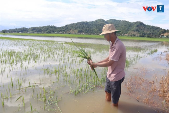 Đắk Lắk tăng cường các giải pháp ứng phó với thiên tai (30/7/2024)