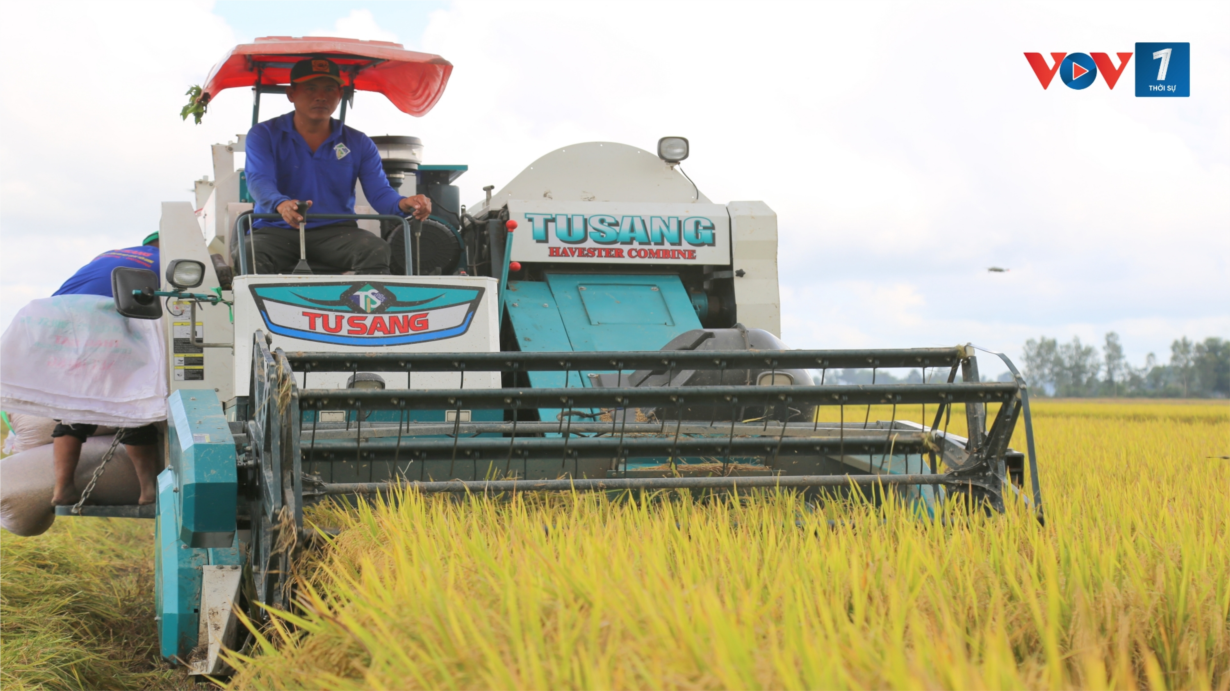 Đề án 1 triệu ha lúa sẽ khắc phục tình trạng canh tác manh mún, nhỏ lẻ (26/7/2024)