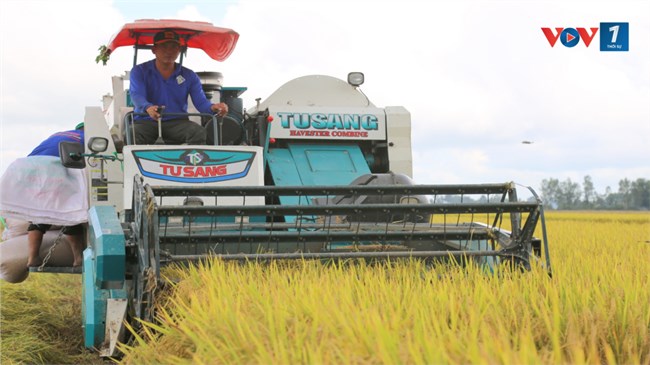 Đề án 1 triệu ha lúa sẽ khắc phục tình trạng canh tác manh mún, nhỏ lẻ (26/7/2024)