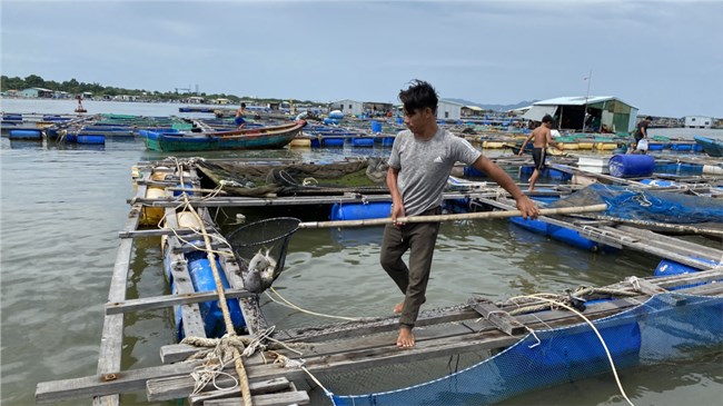 Giá cả thị trường bấp bênh, người nuôi cá lồng bè ở Bà Rịa – Vũng Tàu lo lắng (13/7/2024)