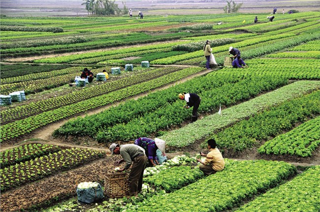 Bài toán xây dựng vùng nguyên liệu cho sản xuất nông nghiệp (07/08/2024)