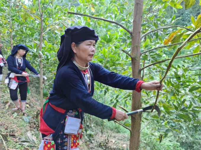 Tuyên Quang: Nâng cao chất lượng gỗ rừng trồng (01/08/2024)