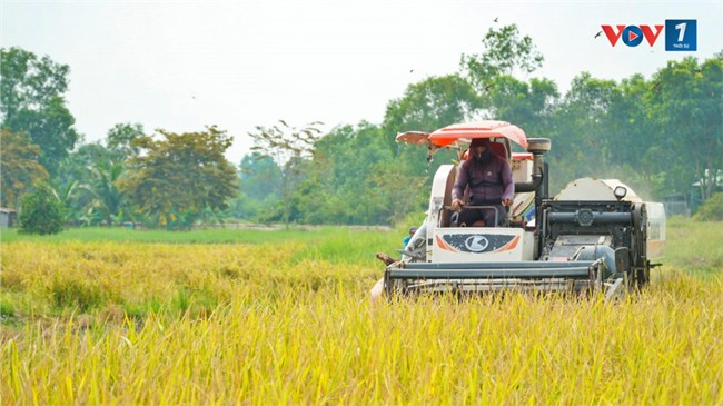 Những lô ST 25 hữu cơ đầu tiên của huyện ngoại thành Bình Chánh-TP.HCM (27/8/2024)