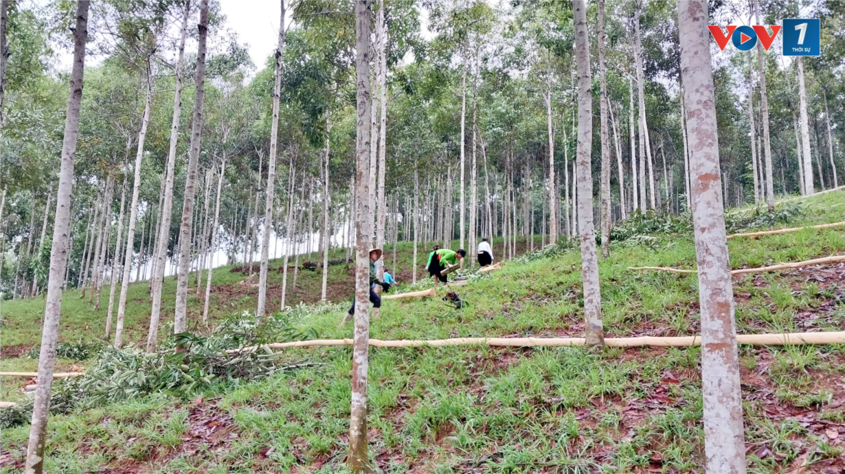 Thái Nguyên định hướng phát triển cây quế làm cây chủ lực (06/8/2024)