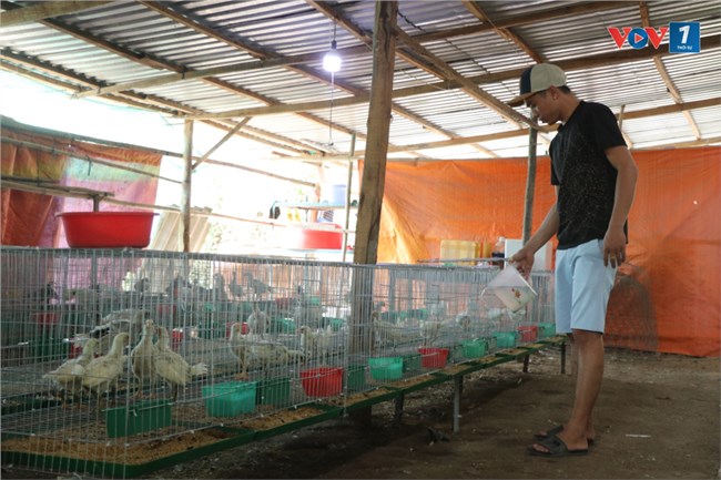 Thanh niên Sóc Trăng thu vài trăm triệu mỗi năm từ mô hình nuôi gà Peru (10/8/2024)