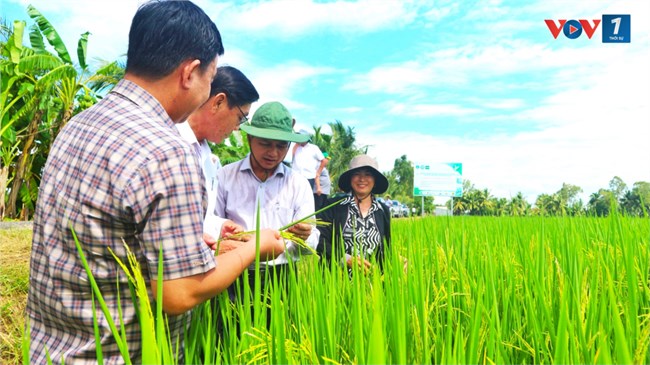 
Sóc Trăng đề án “Phát triển bền vững một triệu hecta chuyên canh lúa chất lượng cao” triển khai phải bài bản, khoa học, chuyên nghiệp, hiện đại (15/8/2024)