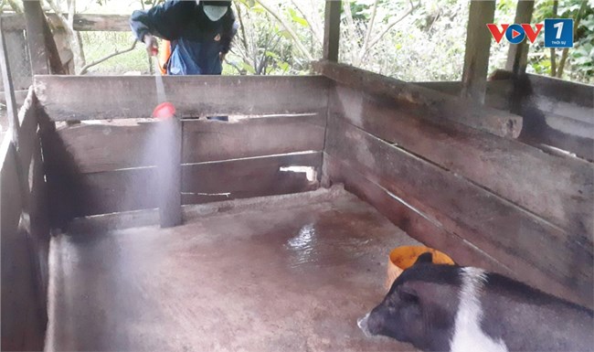 Quảng Nam  ngăn chặn, khống chế dịch tả lợn Châu Phi (11/8/2024)