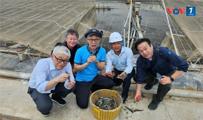 Tiền Giang, Bến Tre: Tôm rớt giá lại bị dịch bệnh, người nuôi tôm điêu đứng (11/8/2024)