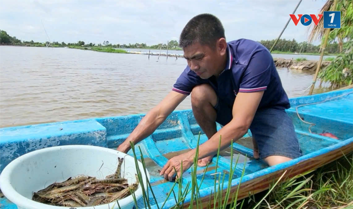    Về Hậu Giang thăm mô hình nuôi tôm “thuận thiên” (15/8/2024)