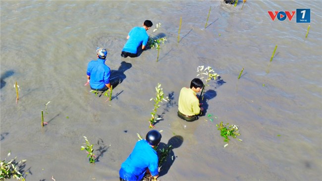 Cà Mau trồng cây xanh ven biển – Phủ thảm xanh cho vùng sạt lở (27/8/2024)