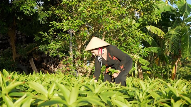 Mô hình sản xuất bảo vệ môi trường mang lại hiệu quả kinh tế cao ở Tây Ninh (14/8/2024)