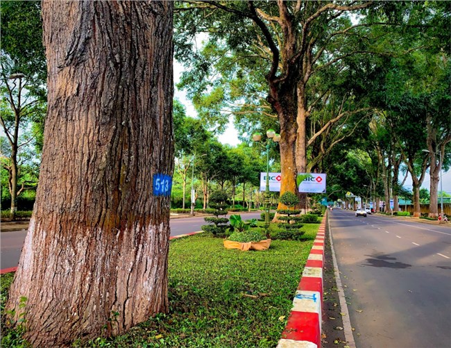 Rừng trong phố, phố trong rừng ở đô thị trăm năm tuổi (7/8/2024)