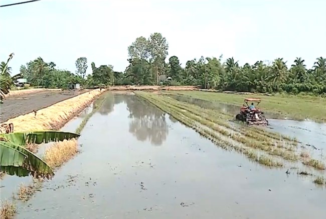 Vĩnh Long: Hiệu quả của việc xả lũ lấy phù sa ở huyện Bình Tân (20/9/2024)