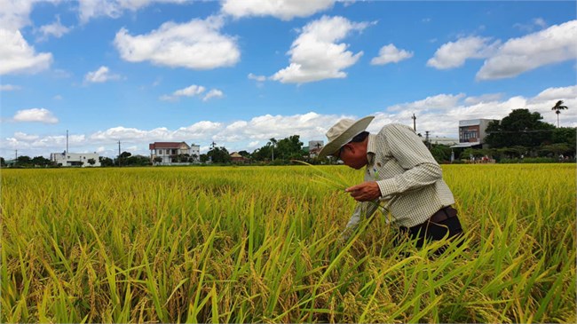 Nông sản của Việt Nam đã có trên nhiều quầy kệ của siêu thị ở Châu Âu (10/9/2024)