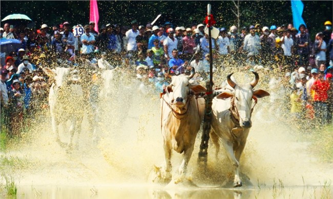 An Giang: Tưng bừng tại Khai mạc Hội Đua bò Bảy núi (29/9/2024)