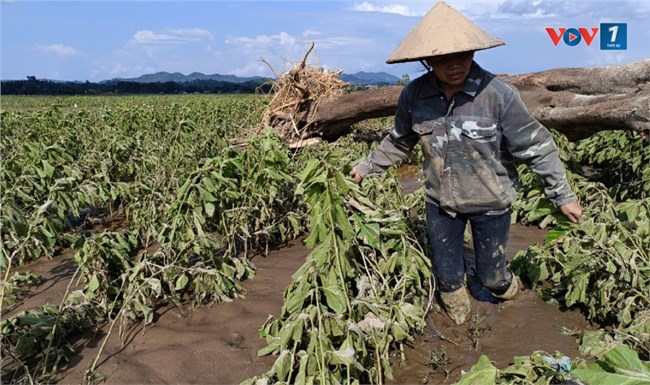 Cấp thiết hỗ trợ nông dân vùng lũ Yên Bái tái thiết sản xuất (18/9/2024)