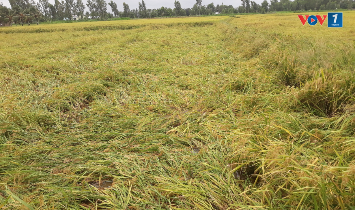 Sóc Trăng: nông dân tranh thủ thu hoạch lúa sau ảnh hưởng của đợt mưa kéo dài (24/9/2024)