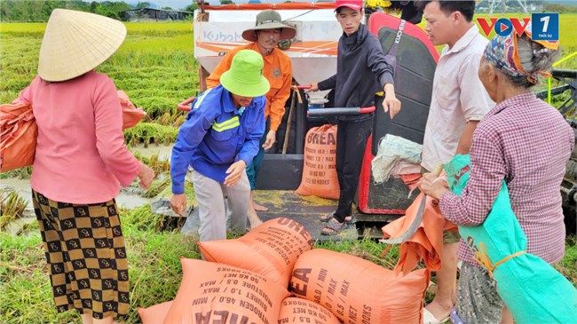 Thanh Hóa: Khẩn trương tiêu úng, thu hoạch lúa (12/9/2024)