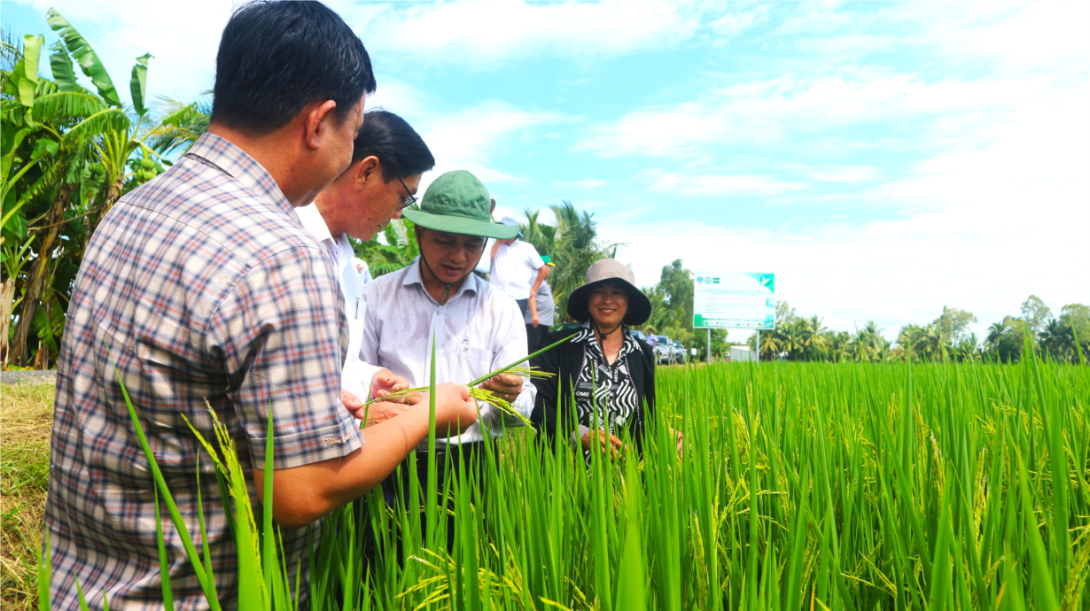 Sóc Trăng: mở rộng thí điểm mô hình trong Đề án 1 triệu ha canh tác lúa chất lượng cao (30/9/2024)