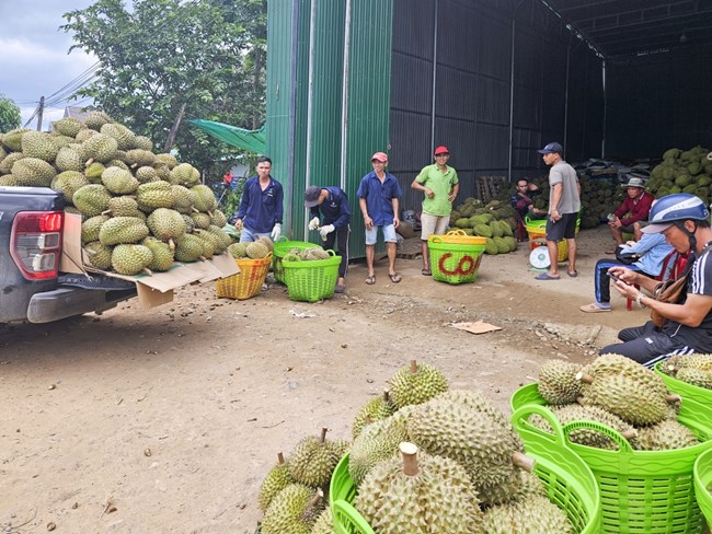 Người dân miền núi Khánh Hoà chuyển đổi canh tác theo hướng hữu cơ (01/9/2024)