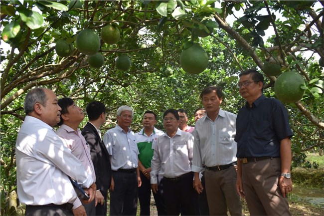 Nở rộ phong trào nông dân sản xuất, kinh doanh giỏi ở xứ dừa (9/9/2024)