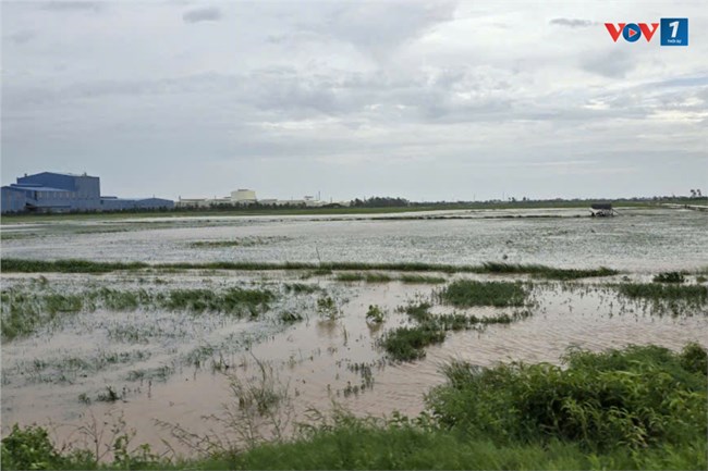 Thái Bình, Nam Định có khoảng 16.000 ha lúa bị thiệt hại (8/9/2024)