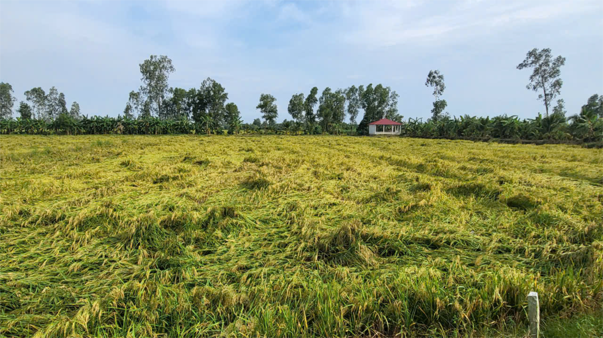  Lúa Thu Đông đổ ngã do mưa dông, nông dân Hậu Giang thiệt hại đủ đường (29/9/2024)