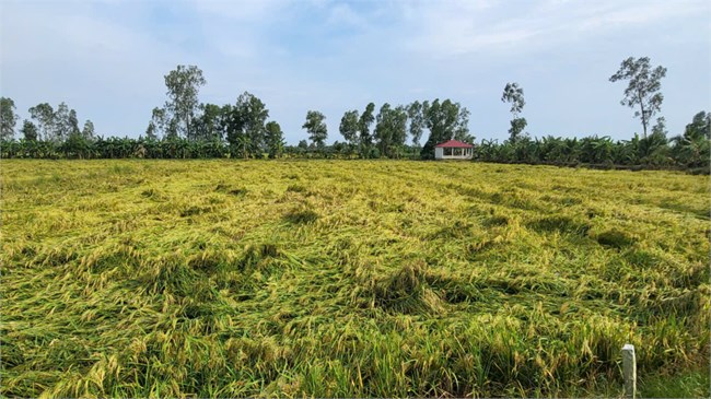  Lúa Thu Đông đổ ngã do mưa dông, nông dân Hậu Giang thiệt hại đủ đường (29/9/2024)