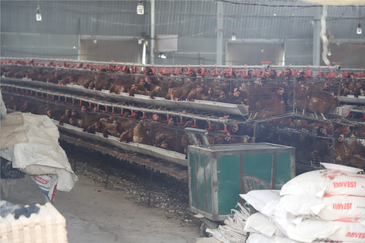 Dân khổ vì ô nhiễm môi trường từ các trại nuôi gà ở thành phố Buôn Ma Thuột (15/1/2025)
