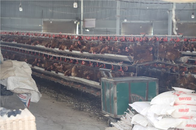 Dân khổ vì ô nhiễm môi trường từ các trại nuôi gà ở thành phố Buôn Ma Thuột (15/1/2025)