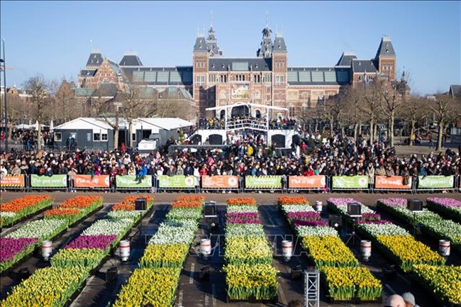  Amsterdam kỷ niệm 'Ngày Quốc tế hoa tulip' (19/1/2025)