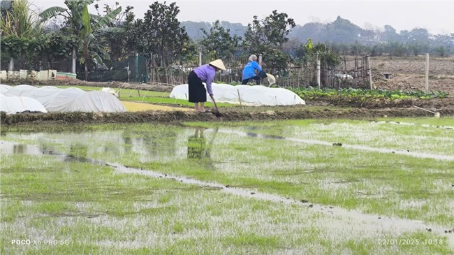 Hải Dương – khó khăn trong việc  lấy nước sản xuất vụ đông xuân (23/1/2025)